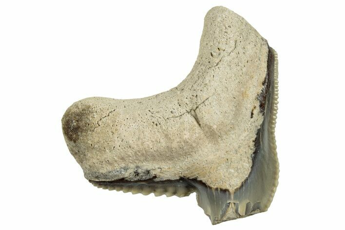 Bargain, Fossil Tiger Shark (Galeocerdo) Tooth - Aurora, NC #253725